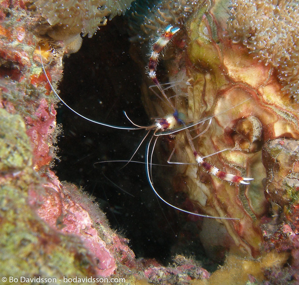 BD-080330-Lembeh-3302316-Stenopus-hispidus-(Olivier.-1811)-[Banded-coral-shrimp].jpg